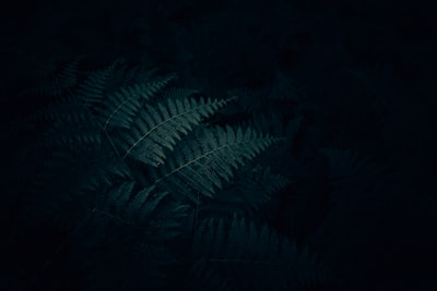 Fern - the most seen plant in the Brittany, France.