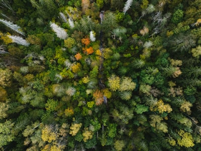 Aerial view of a dense forest with autumn foliage